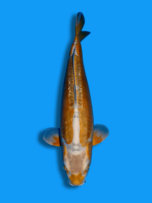 Doitsu Kogane Ochiba | Koi&Co.